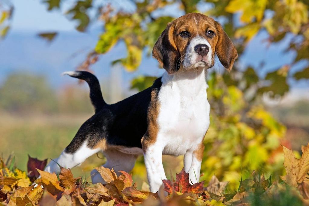 Informasi Ras Anjing Beagle