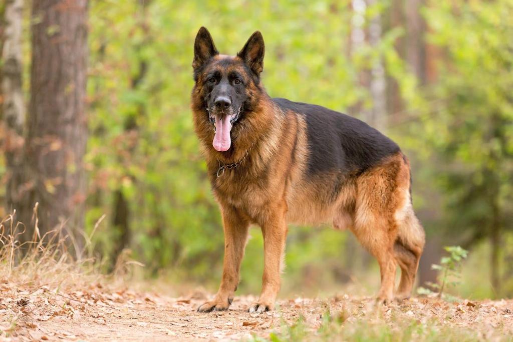 Informasi Ras Anjing German Shepherd