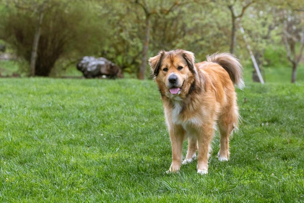 Informasi Ras Anjing Golden Mix