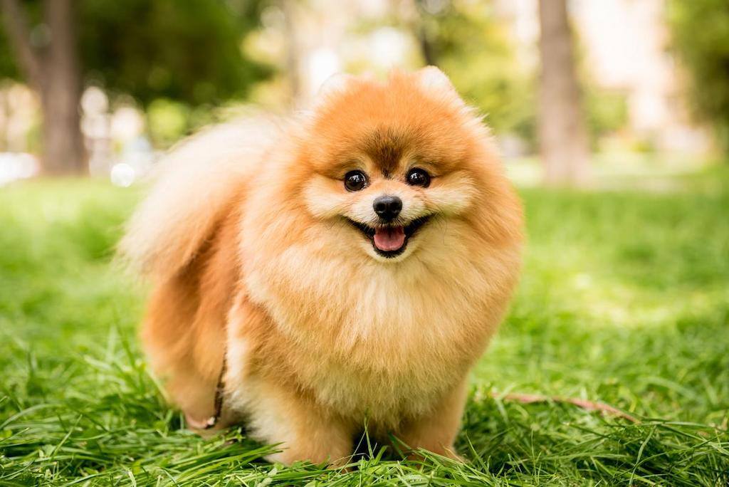 Informasi Ras Anjing Pomeranian