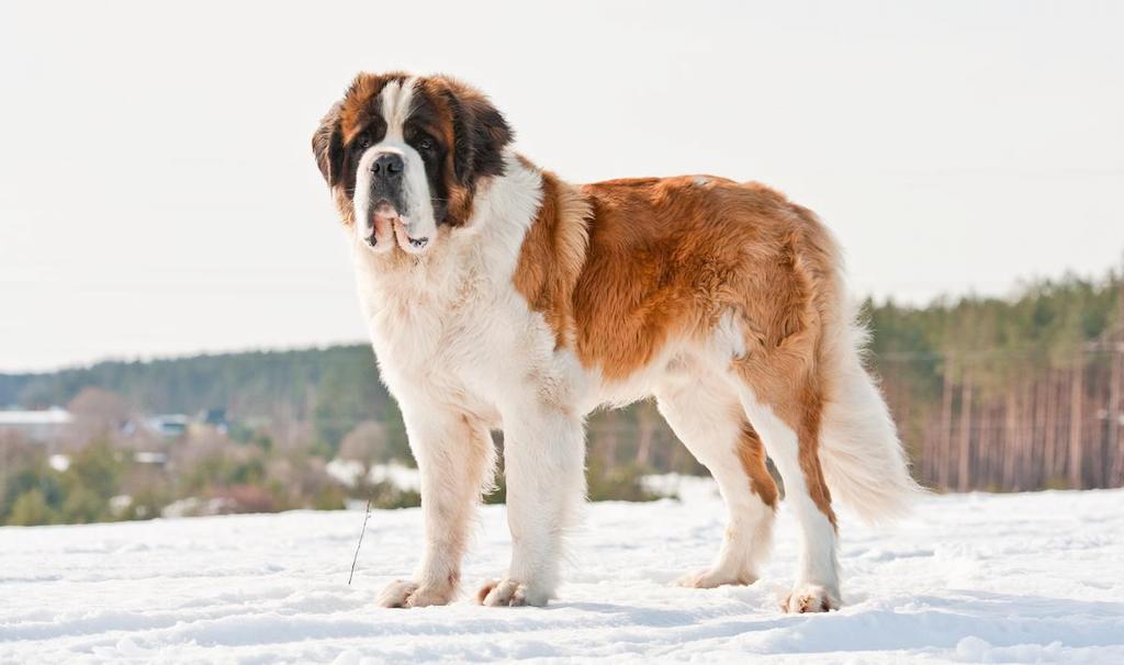 Informasi Ras Anjing Saint Bernard