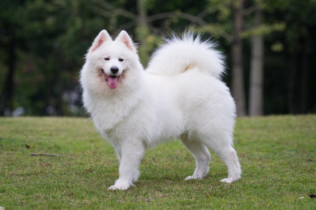 Informasi Ras Anjing Samoyed Anjingpedia