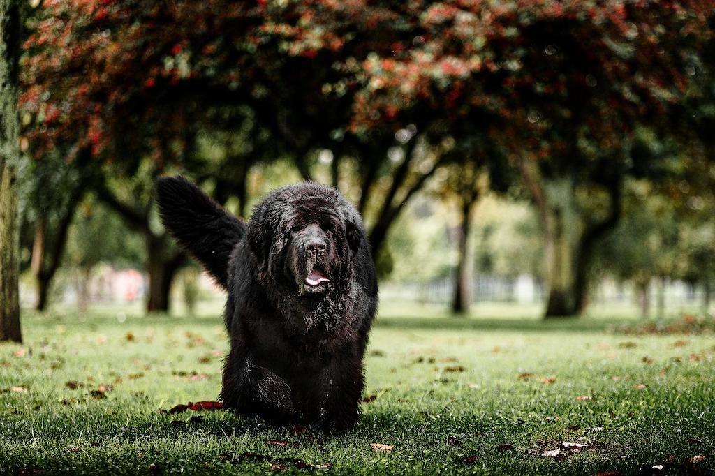 Anjing Newfoundland