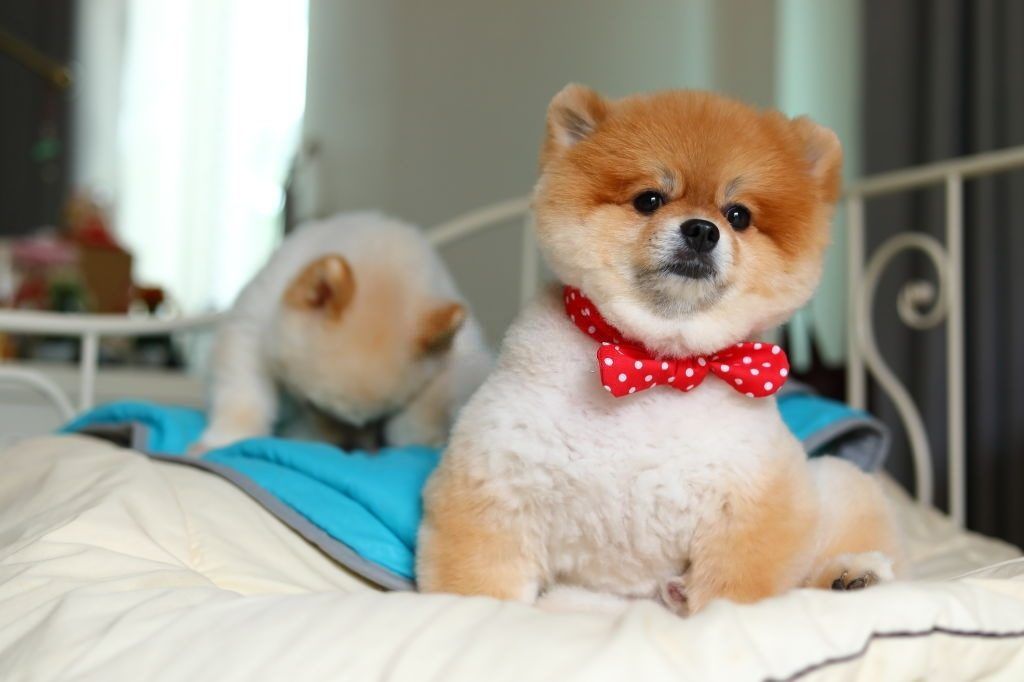 Anjing Pomeranian