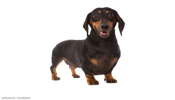 Anjing Dachshund