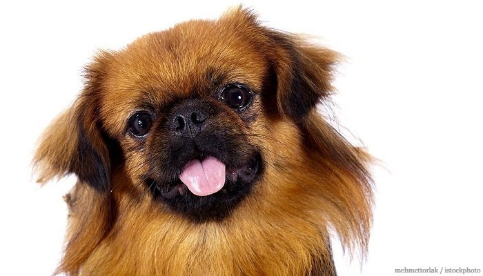 Anjing Peking
