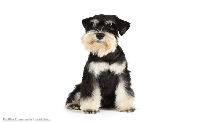 Anjing Schnauzer