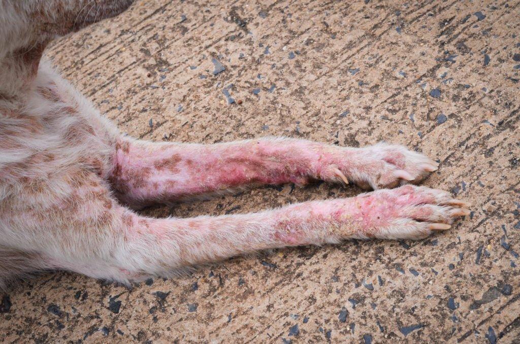 Scabies Pada Anjing
