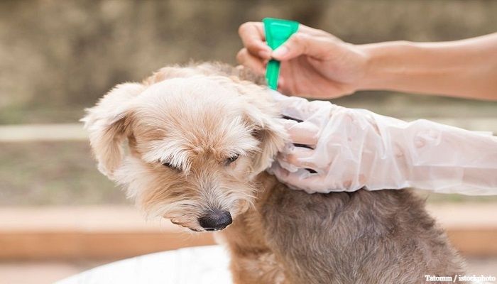 Cara Menghilangkan Kutu Anjing