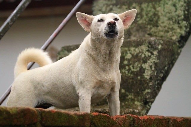 Cara Merawat Anjing Kintamani