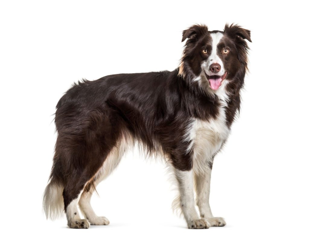 Ciri-ciri Anjing Border Collie
