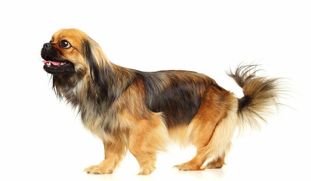Ciri-ciri Anjing Peking