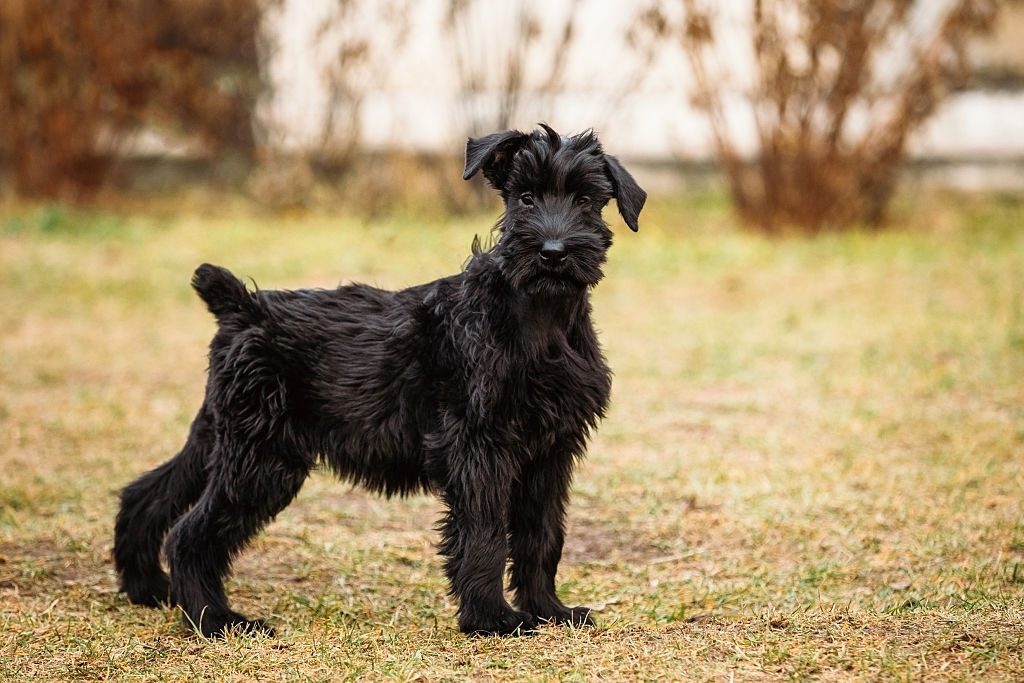 Ciri-ciri Anjing Schnauzer