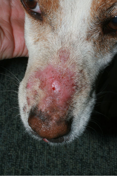 Jamur Pada Anjing