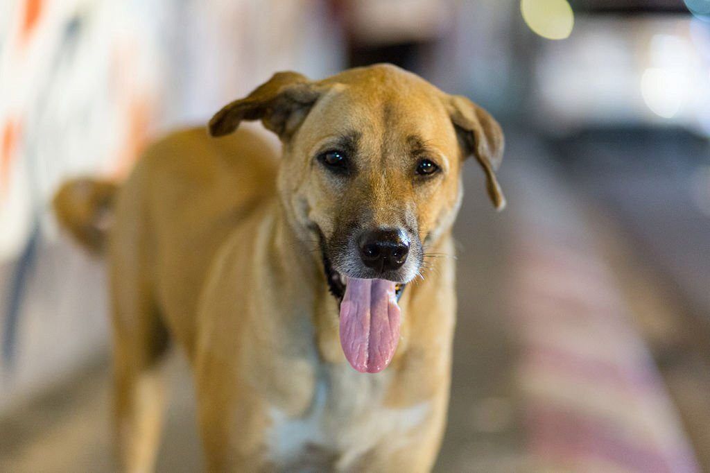 Gambar Anjing Kampung