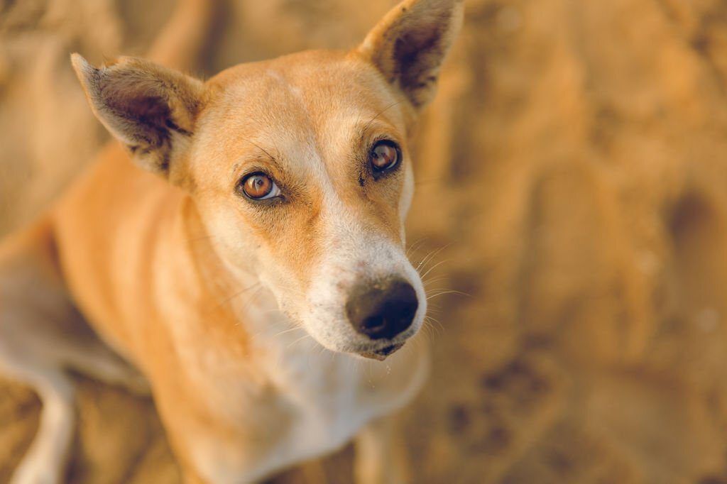 Gambar Anjing Kampung