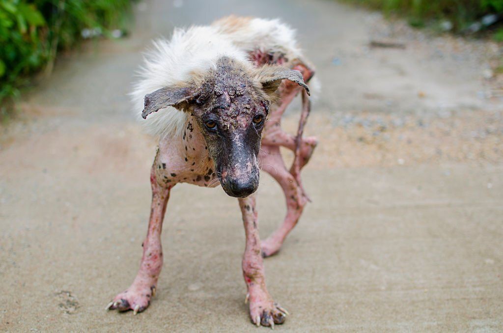 Scabies Pada Anjing