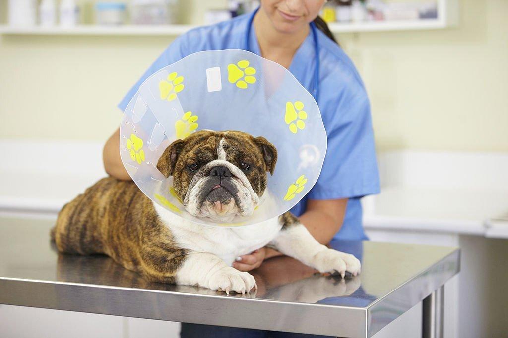 Scabies Pada Anjing