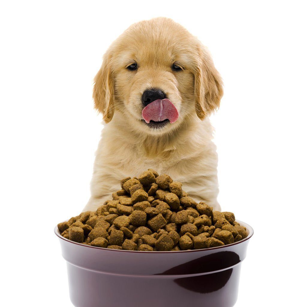 Makanan Anjing