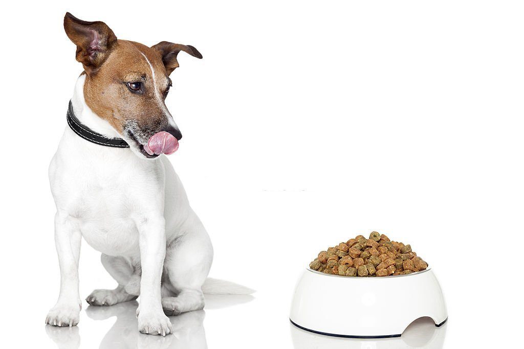 Makanan Anjing