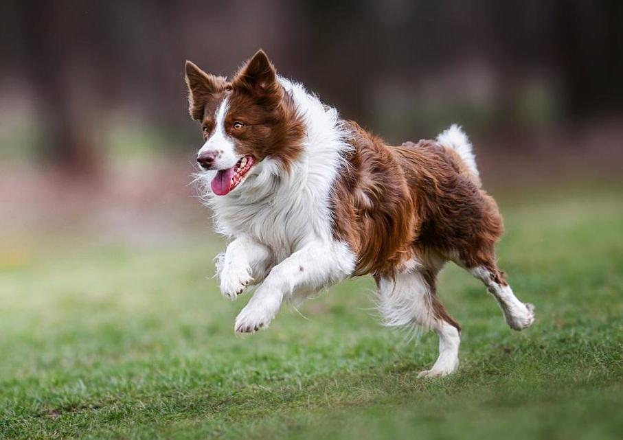 Harga deals border collie