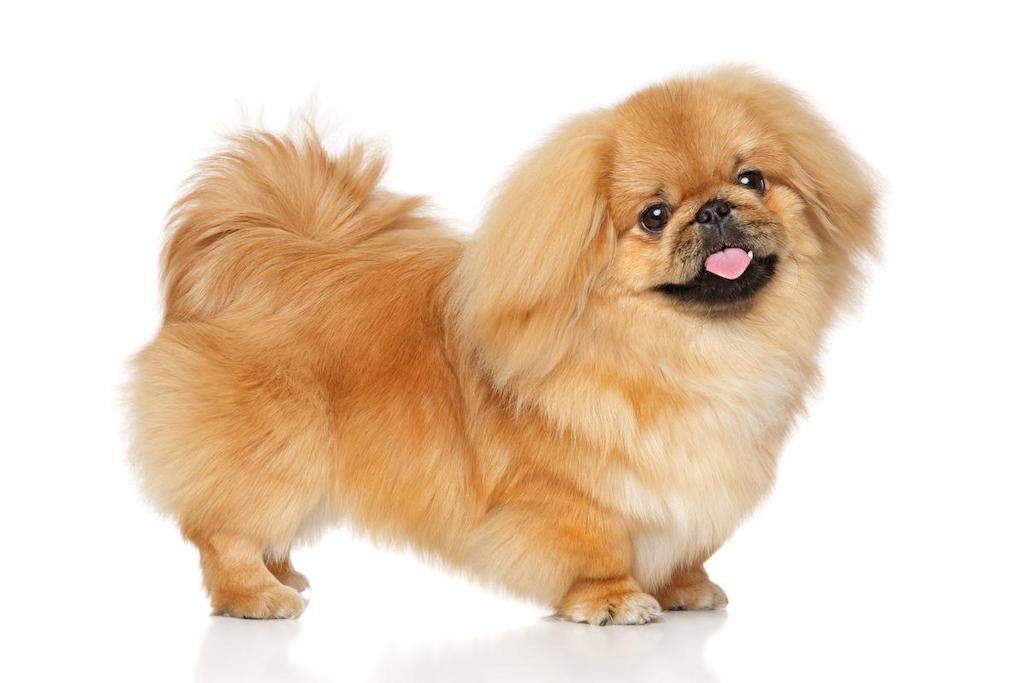 Informasi Ras Anjing Peking
