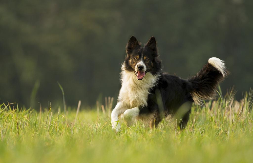 Anjing Border Collie