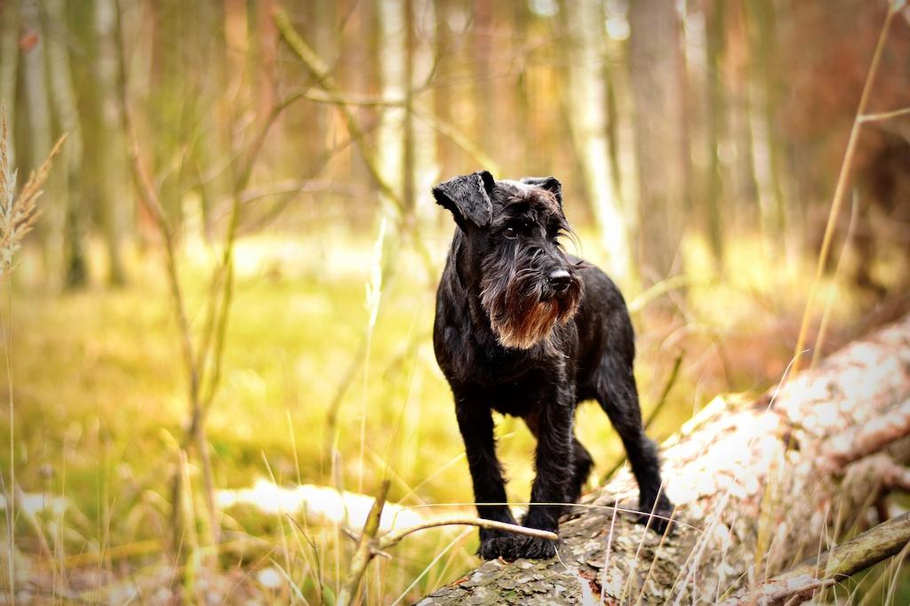Anjing Schnauzer