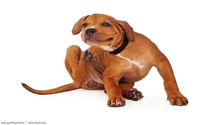 Jenis Kutu Anjing