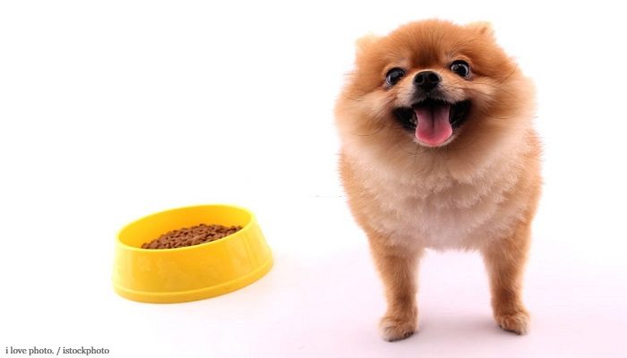 Makanan Anjing Mini Pom