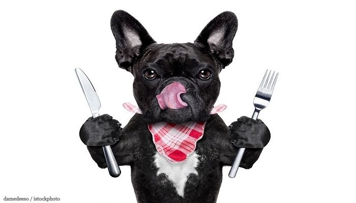 Makanan Anjing