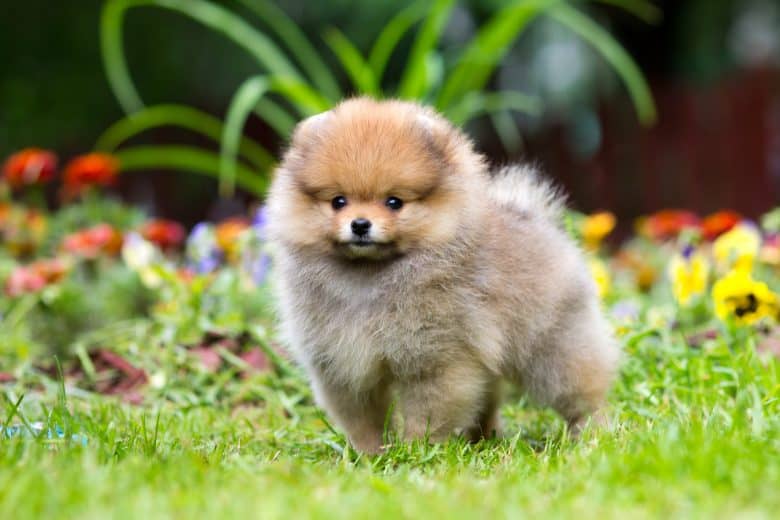 Makanan Anjing Mini Pom