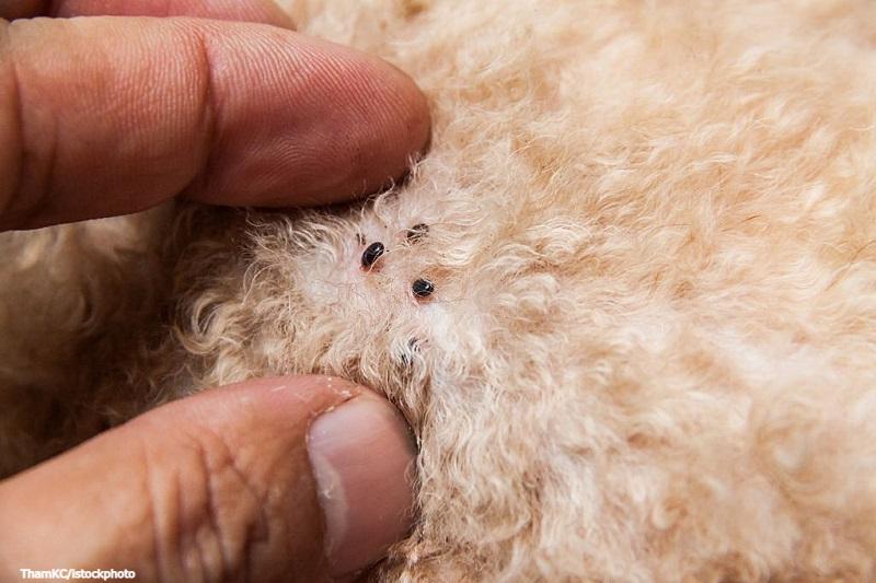 Cara Menghilangkan Kutu Anjing