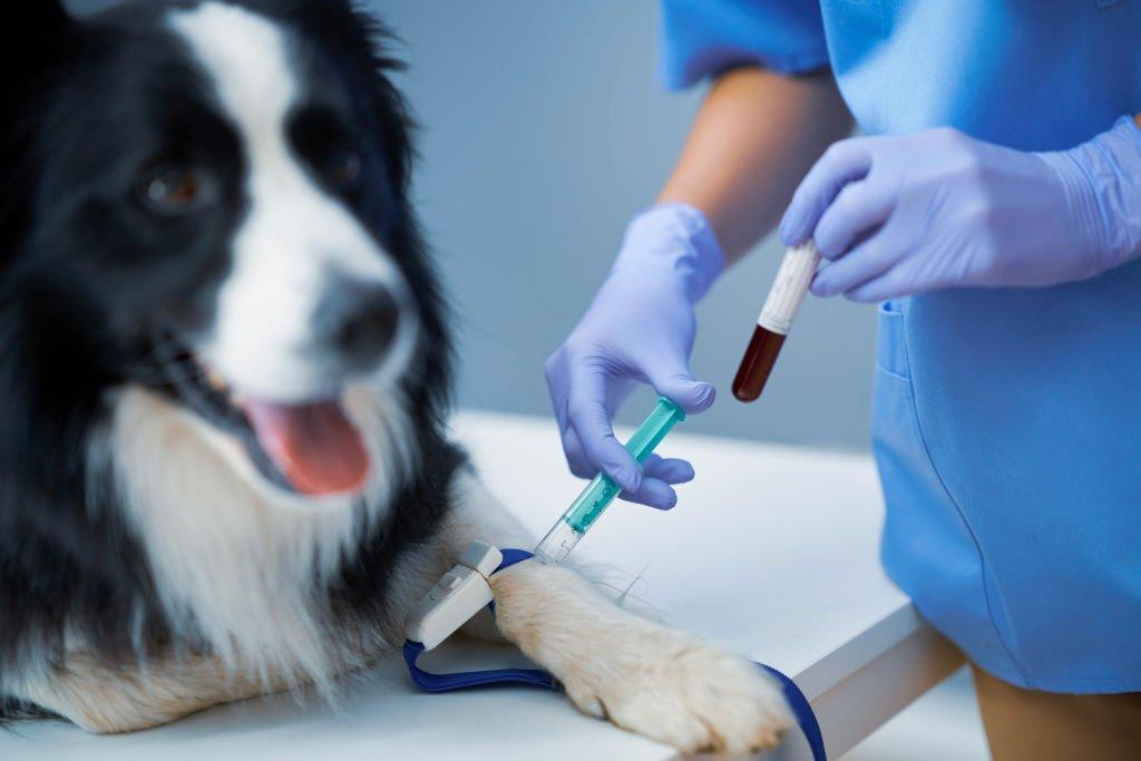 Leptospirosis Pada Anjing