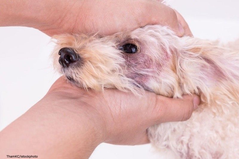 Jamur Pada Anjing