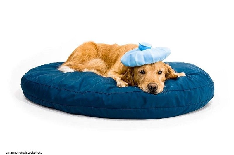 Leptospirosis Pada Anjing
