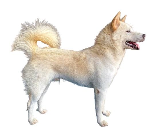 Anjing Kintamani 1 Anjing Kintamani