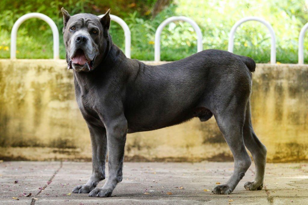 Anjing Besar