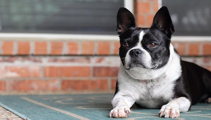 Anjing French Bulldog 1 Anjing French Bulldog