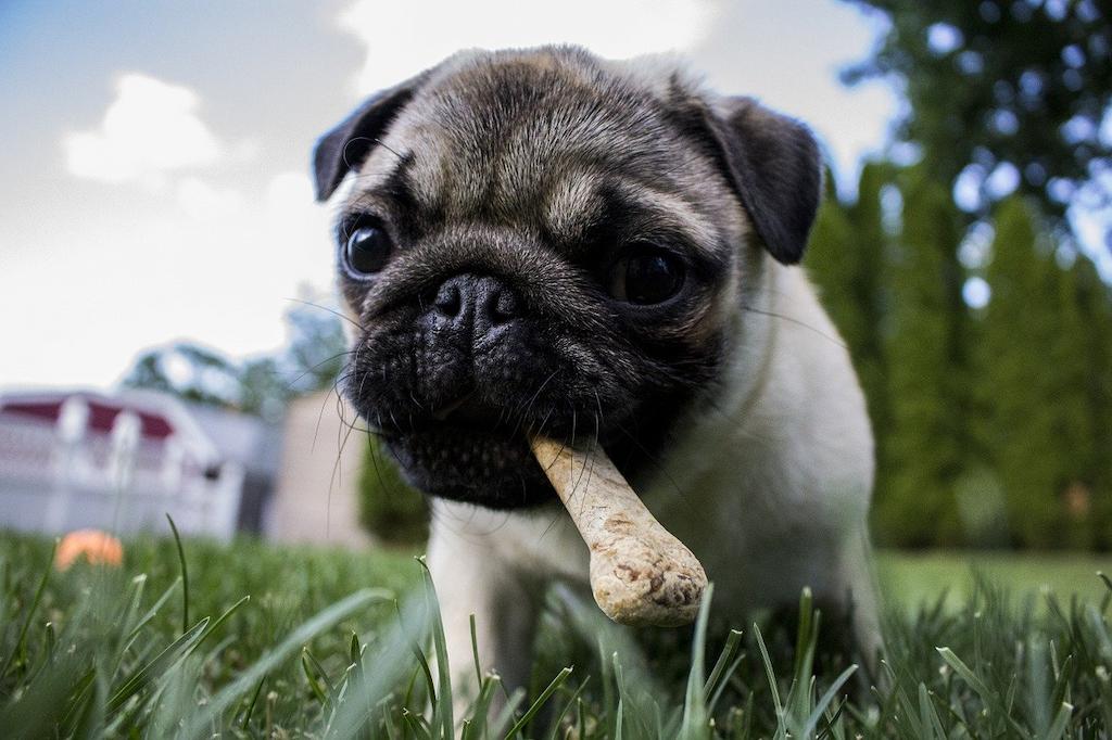 Anjing Terlucu di Dunia
