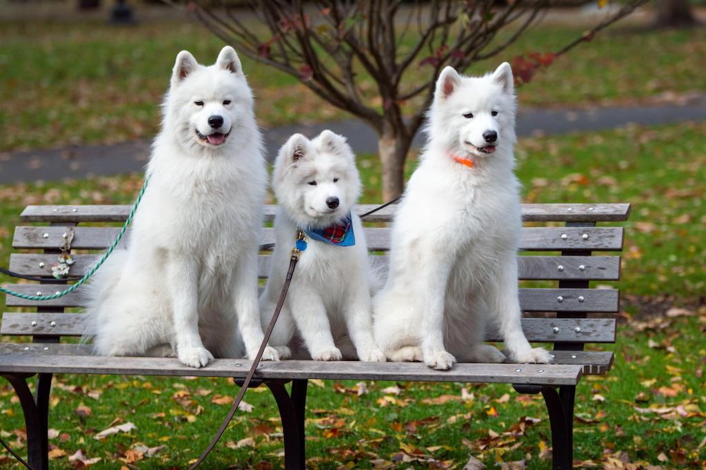 Anjing Terlucu di Dunia
