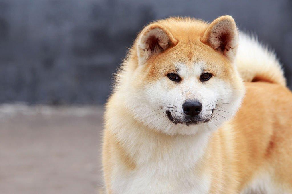 Anjing Paling Berbahaya