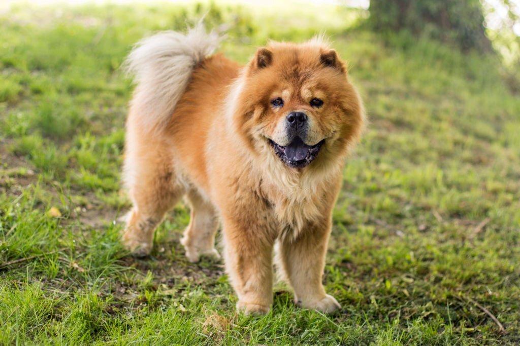Anjing Paling Berbahaya