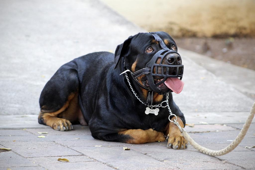 Anjing Paling Berbahaya