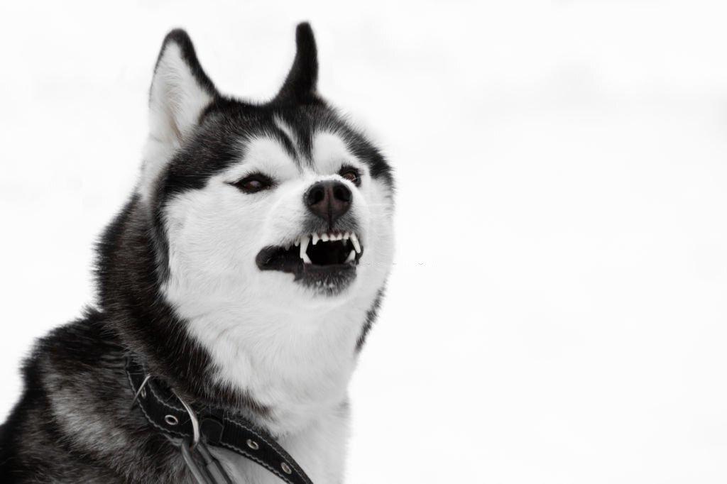 Anjing Paling Berbahaya
