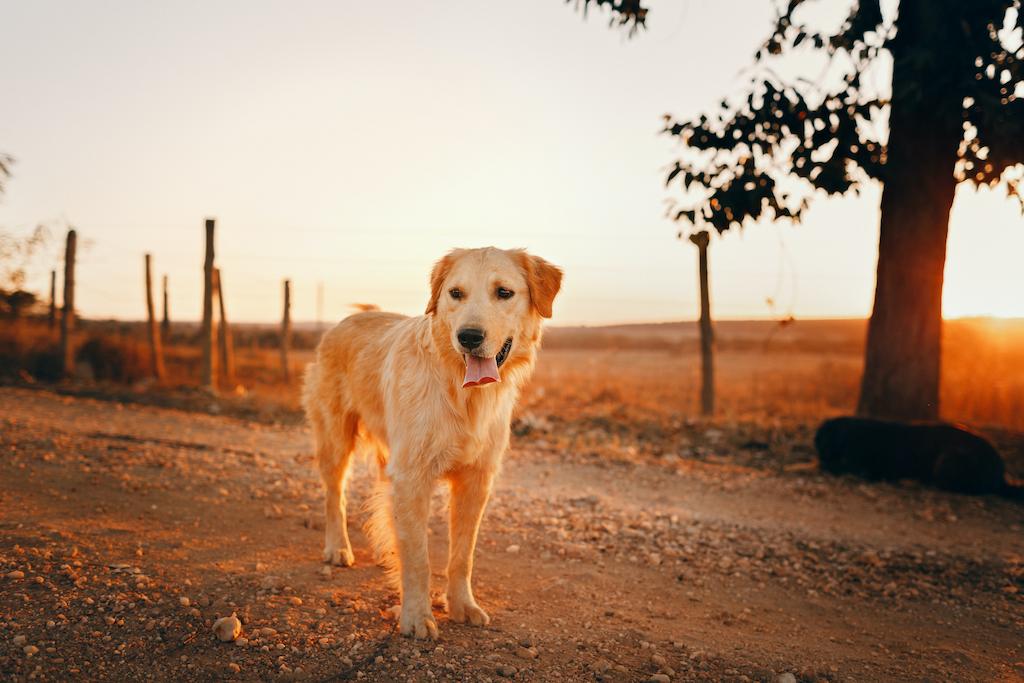 Anjing Pemburu