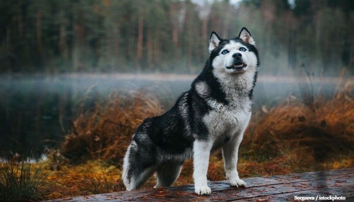 Anjing Serigala