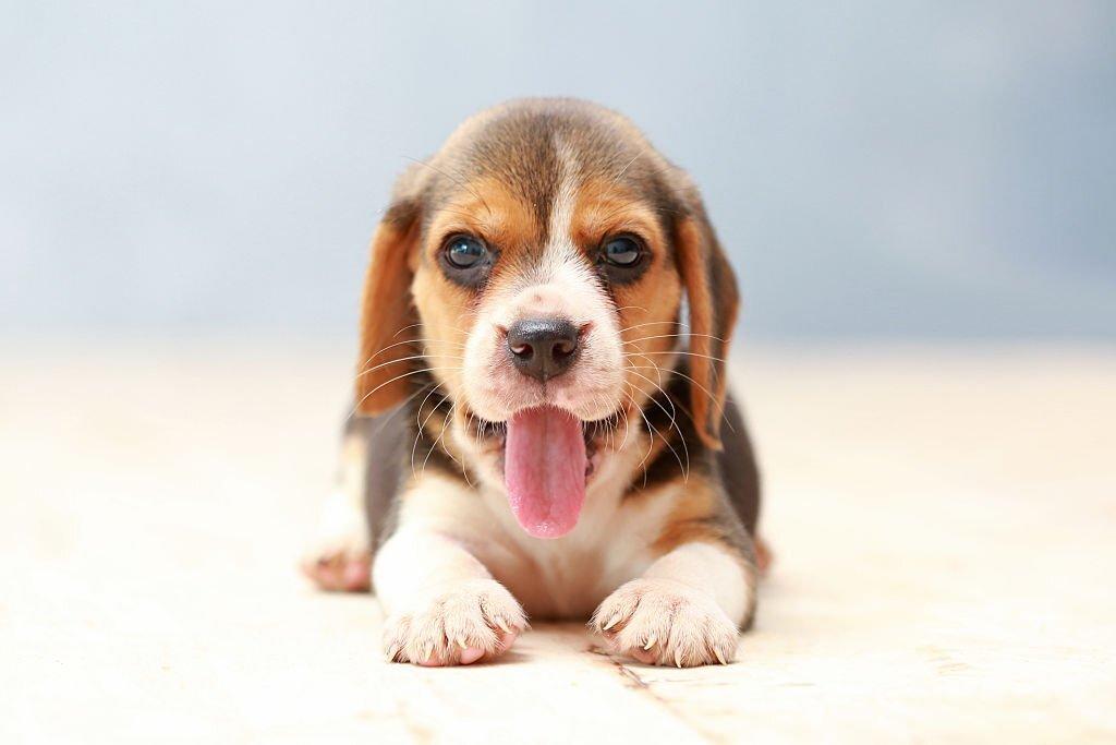 Anjing Terlucu di Dunia