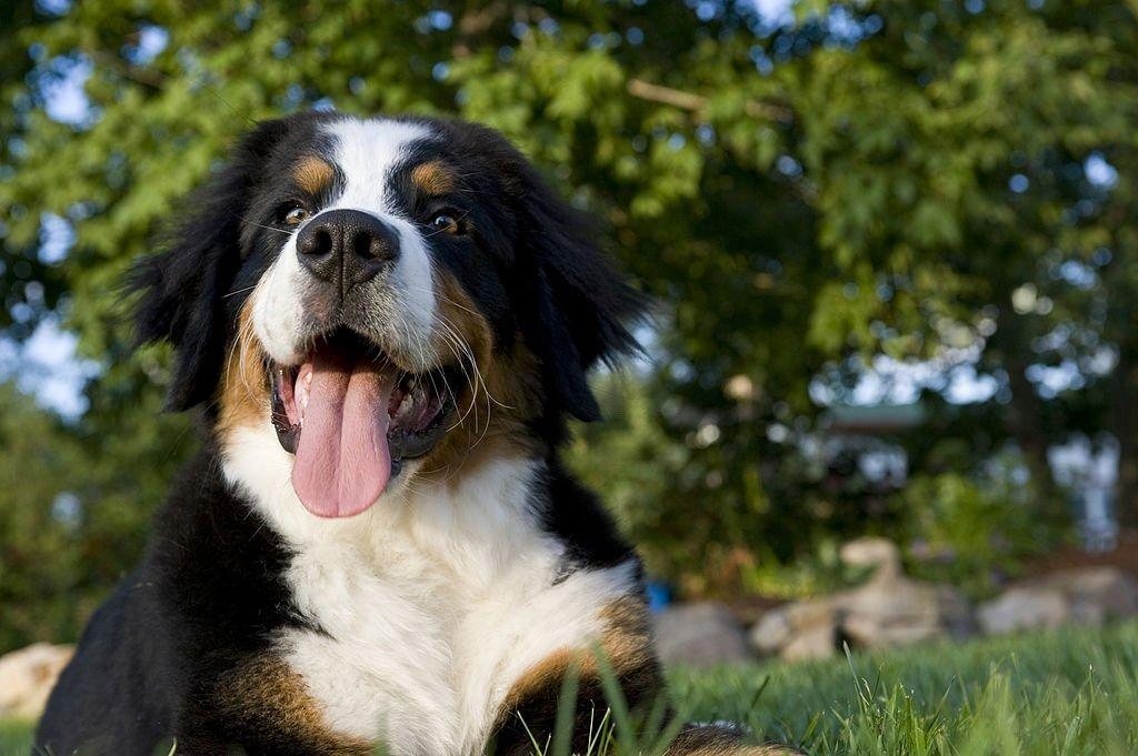 Anjing Terlucu di Dunia
