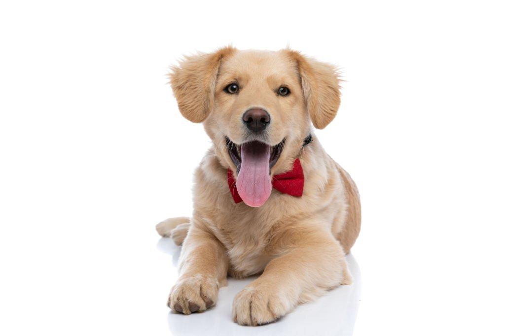 Anjing Terlucu di Dunia